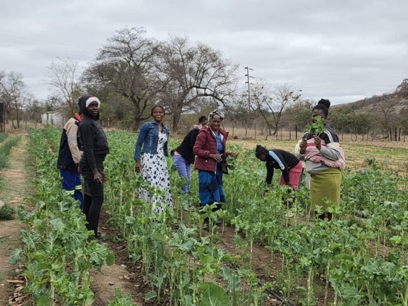 Trainees walk between rows of crops in the irrigation garden.
